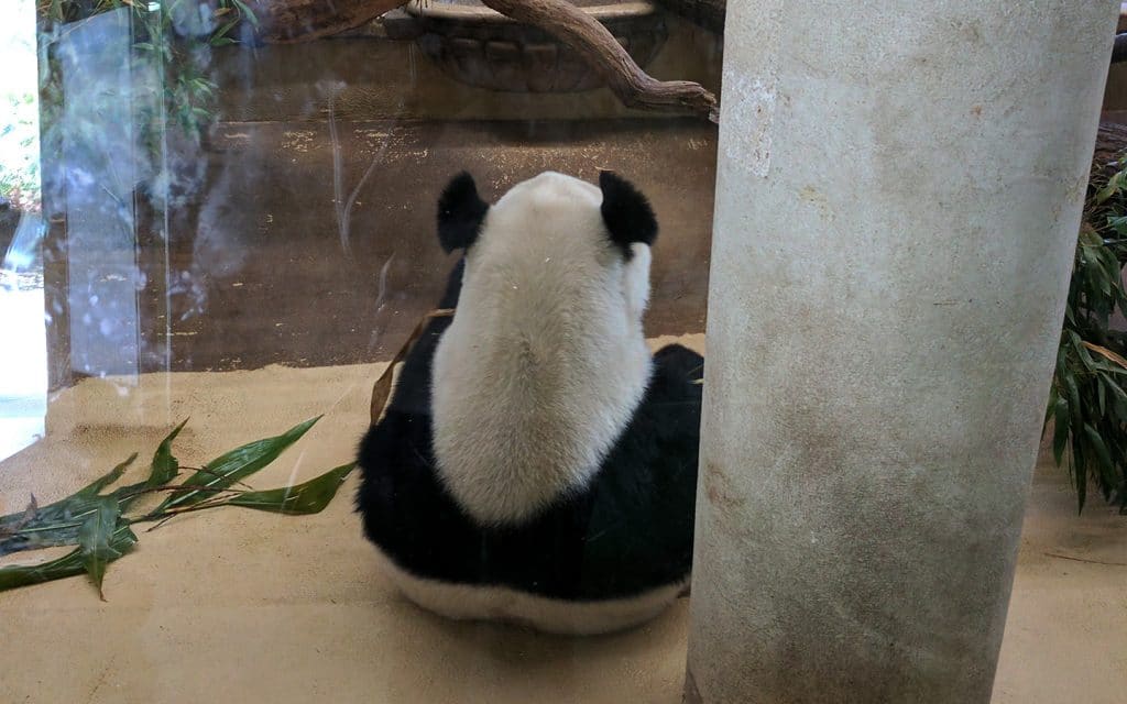 A real panda eating bamboo at Zoo Vienna, Austria