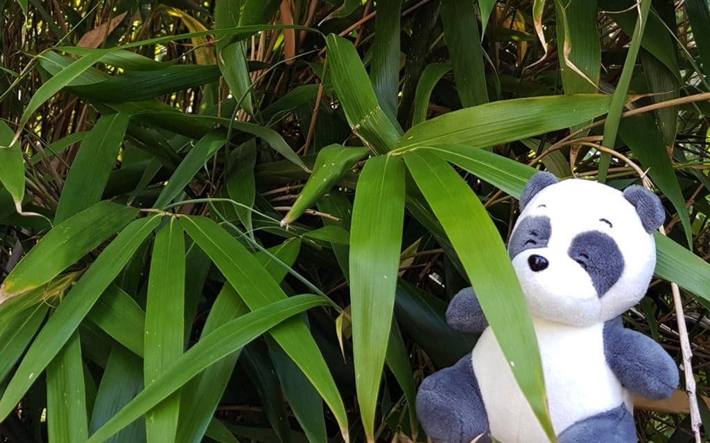 I found some bamboo at the zoo. Is it allowed to taste it? Maybe a little bit?