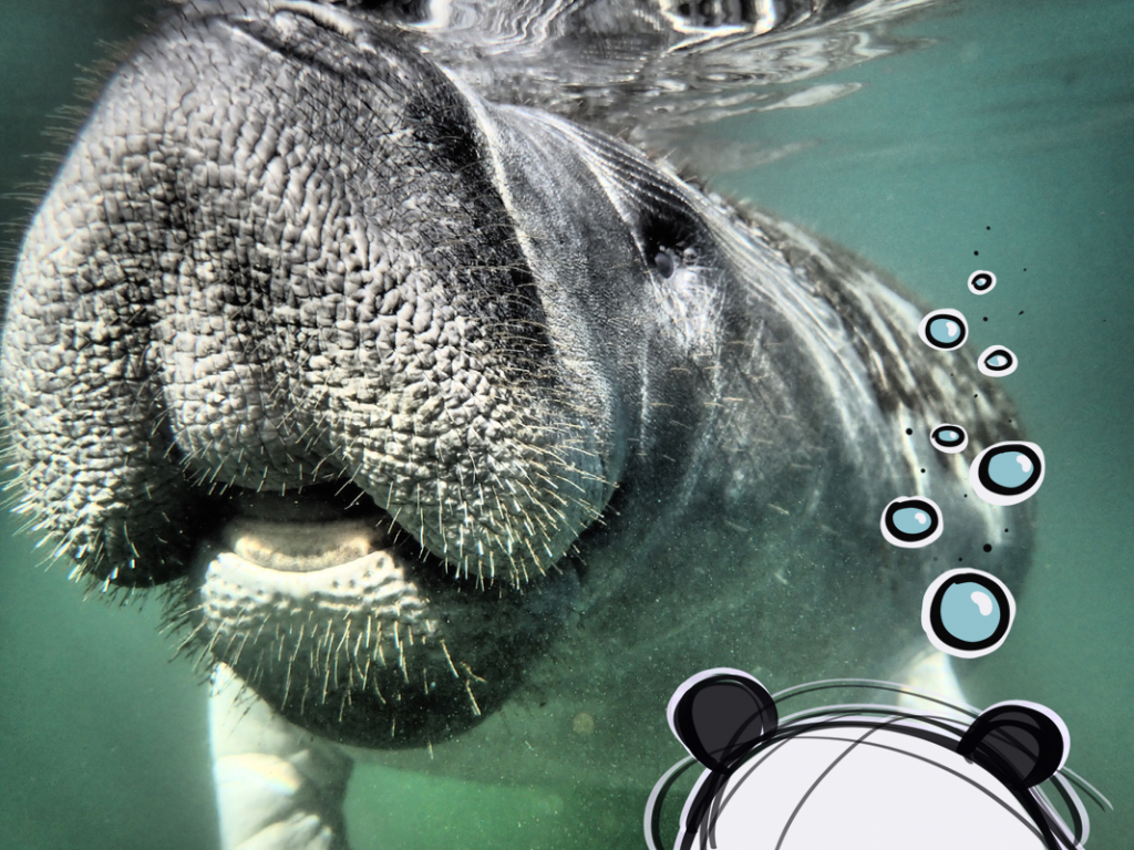Mister Wong, snorkelling with manatees in Crystal River, Florida.