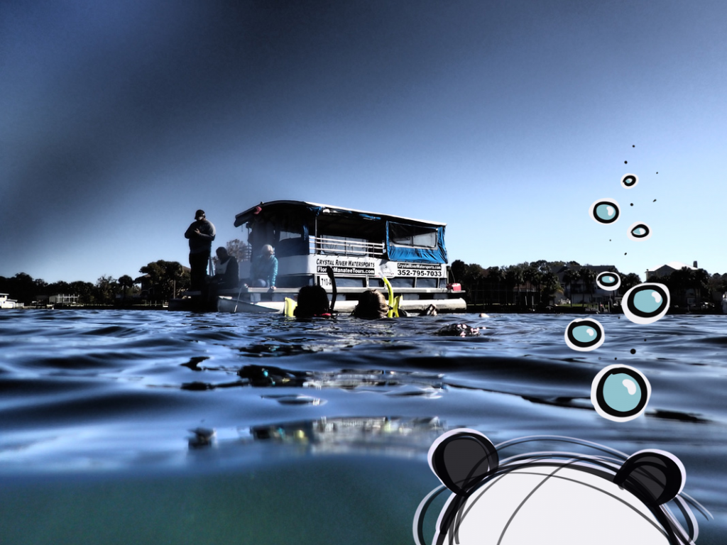 Mister Wong, snorkelling with manatees in Crystal River, Florida.