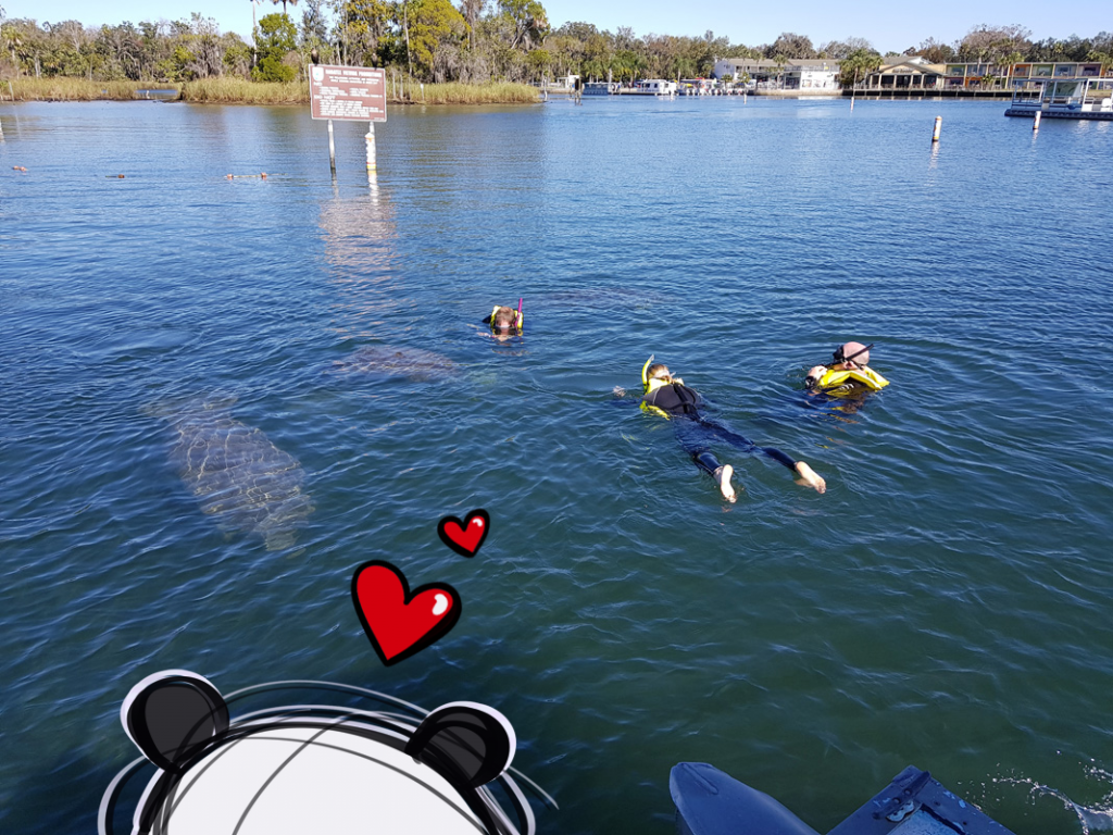 Mister Wong, snorkelling with manatees in Crystal River, Florida.