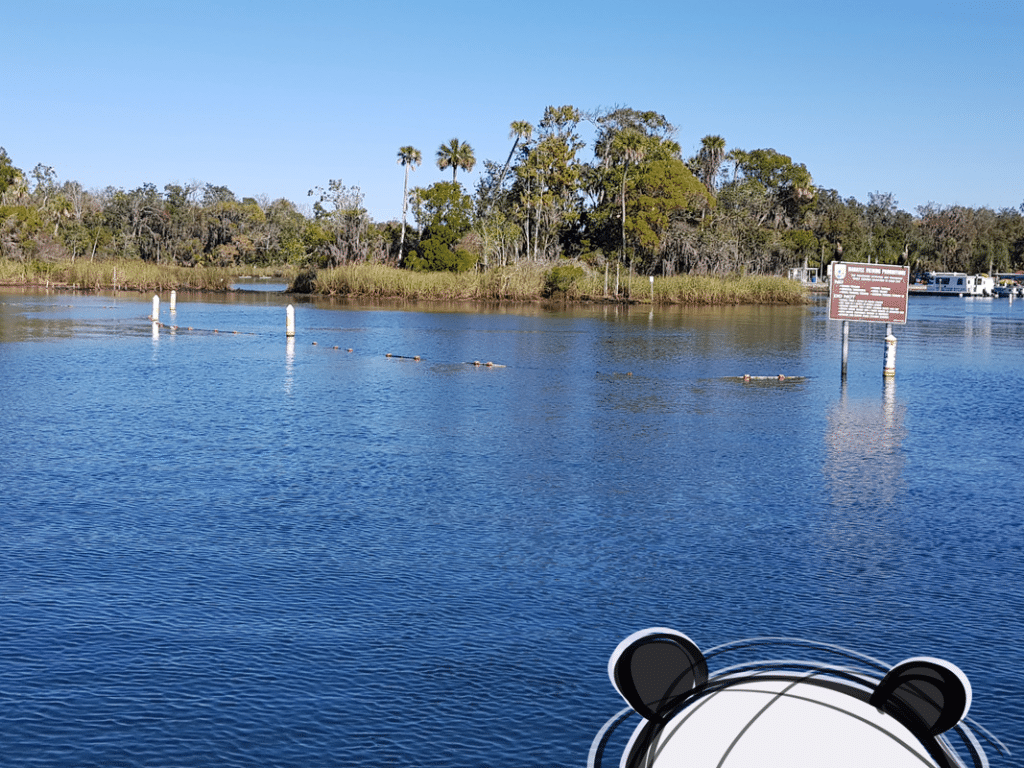 Mister Wong, snorkelling with manatees in Crystal River, Florida.