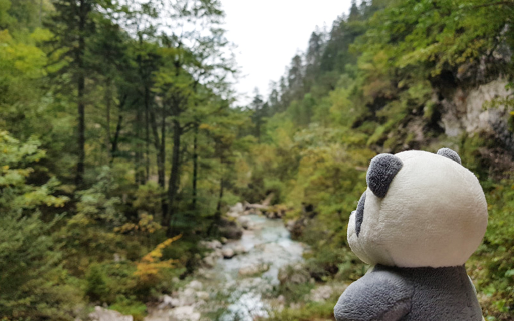 Mister Wong hikes the Tscheppaschlucht Canyon in Carinthia, Kärnten, Austria