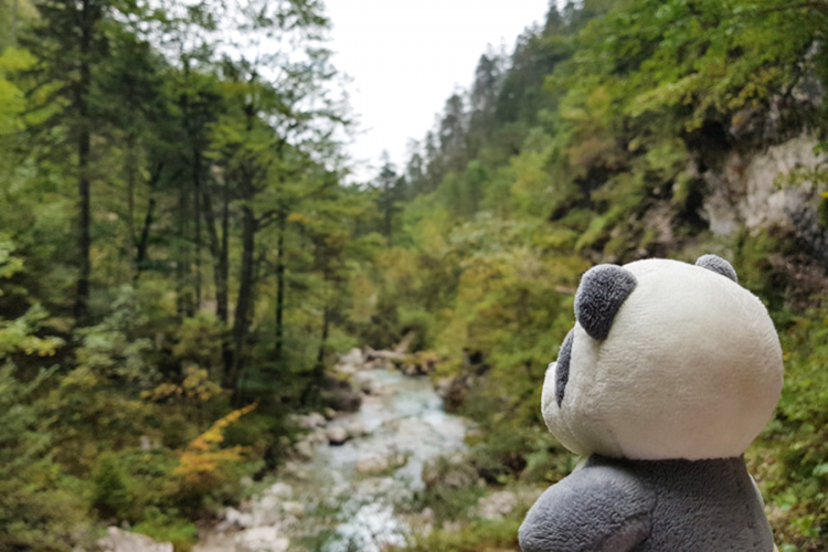 Mister Wong hiking the Tscheppaschlucht Canyon in Carinthia, Kärnten, Austria