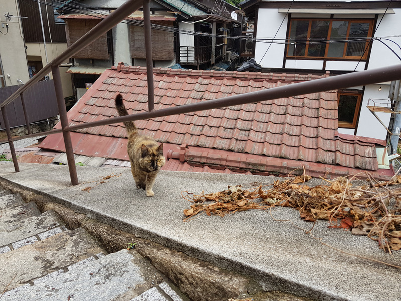 Mister Wong in Onomichi, Japan, Okayama Preceture, Port, Cat Lover City, Shrine, Temple, Cable Car, Look-Out, panoramic view