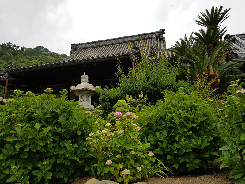 Mister Wong in Onomichi, Japan, Okayama Preceture, Port, Cat Lover City, Shrine, Temple, Cable Car, Look-Out, panoramic view, Ajisai