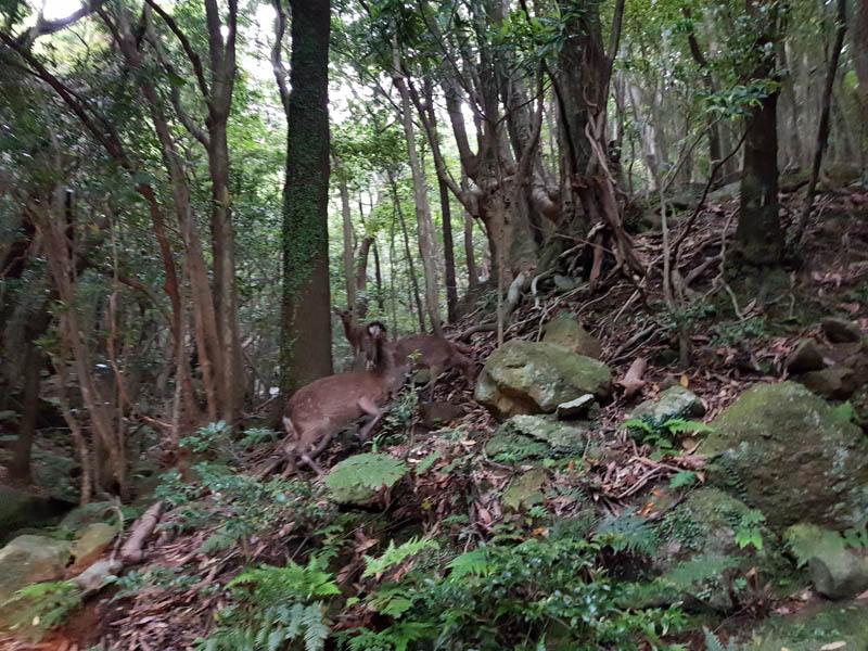 Yakushima deer in Yakushima Island National Park, Kyushu, Kagoshima, Japan